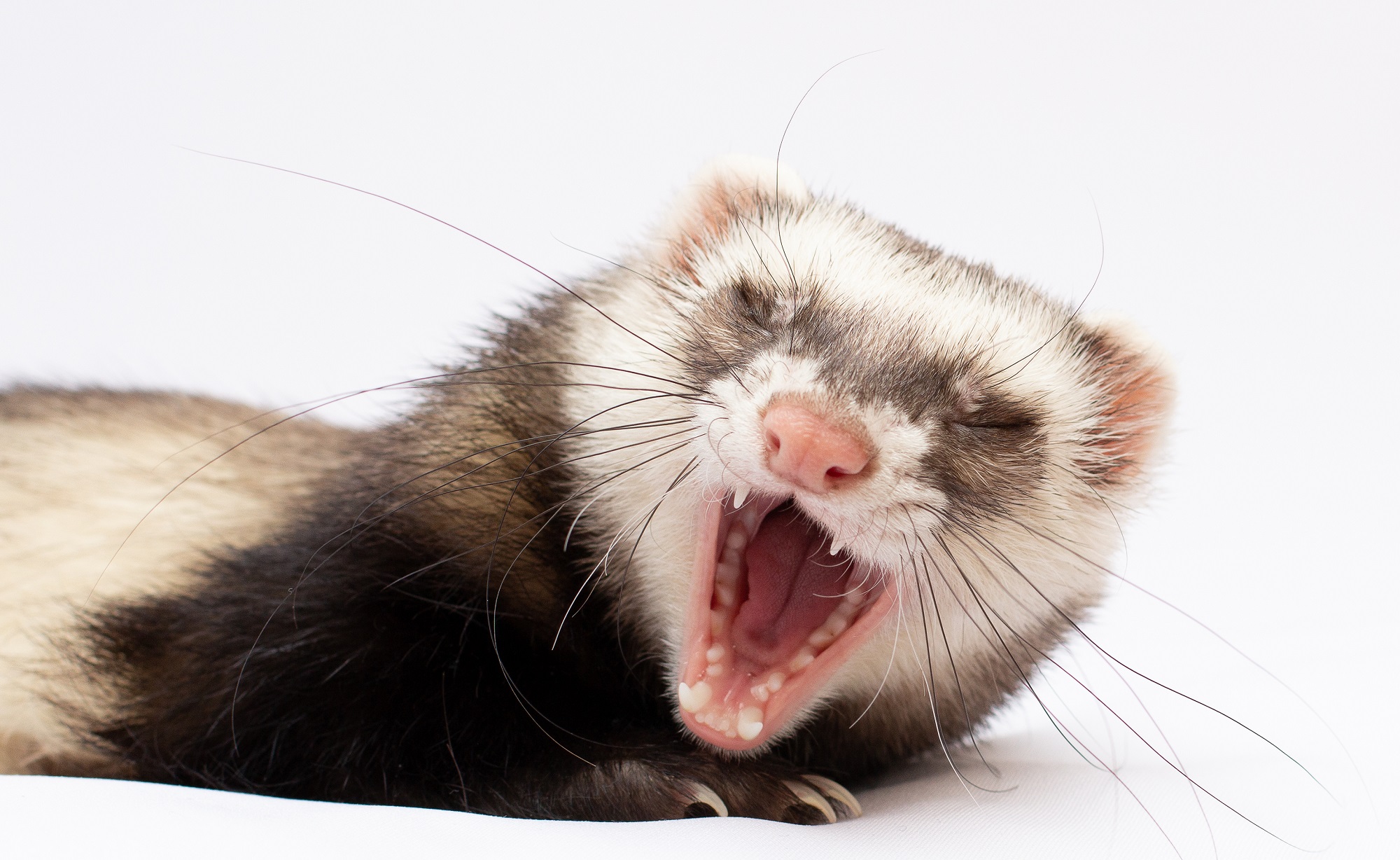 furetto ipercarnivoro