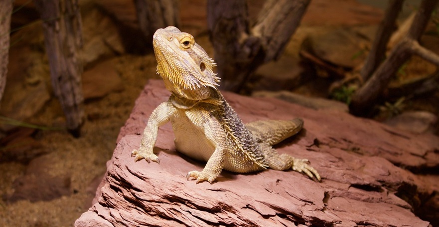 pogona drago barbuto