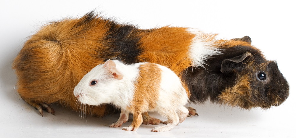 cavia longevità 