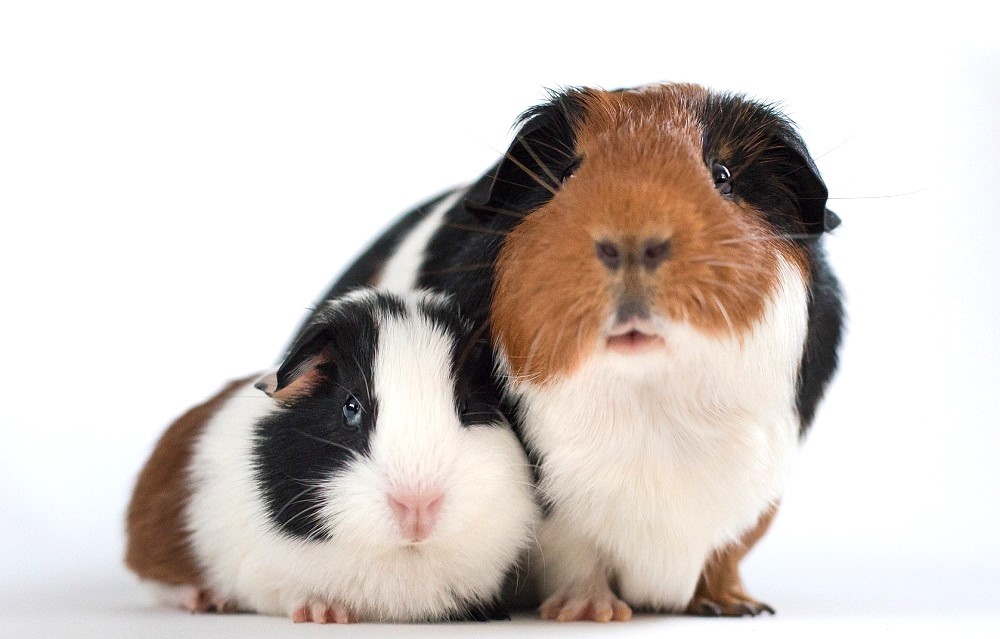 cavia longevità