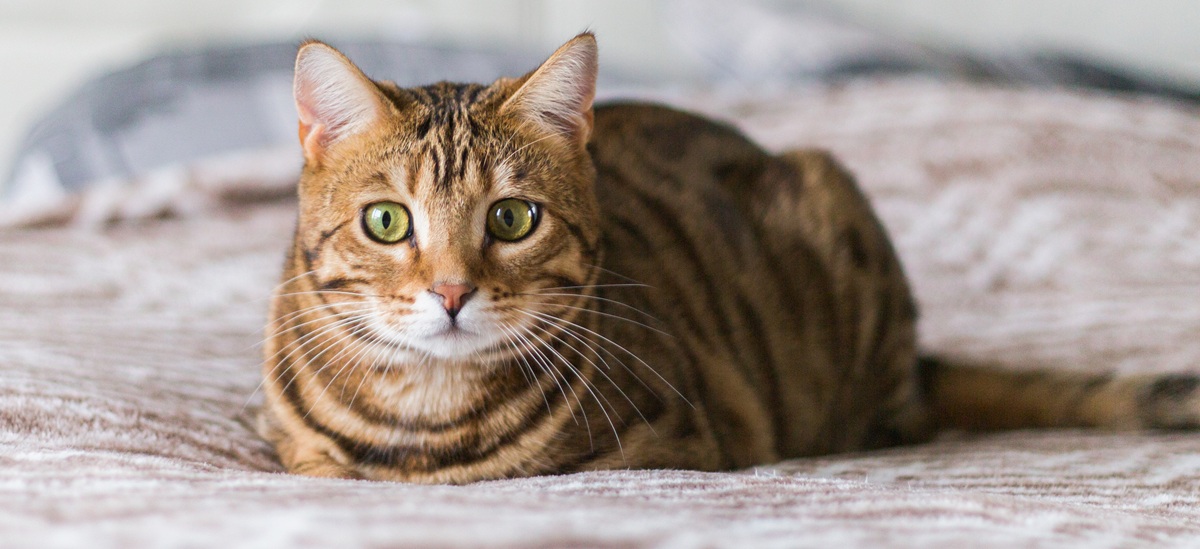 gatto vomita