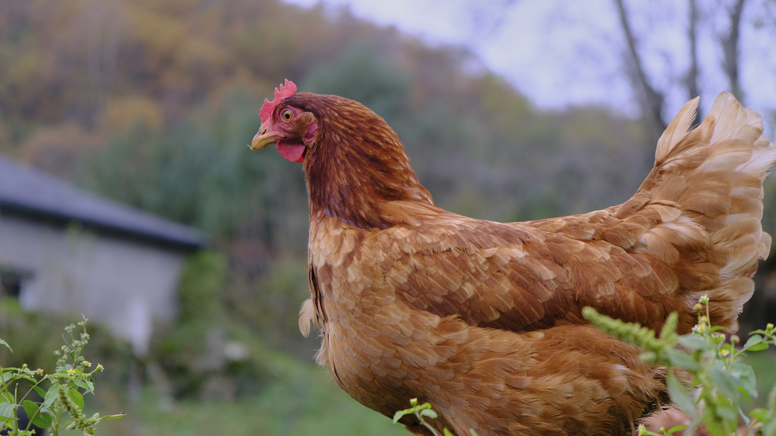 snack galline 